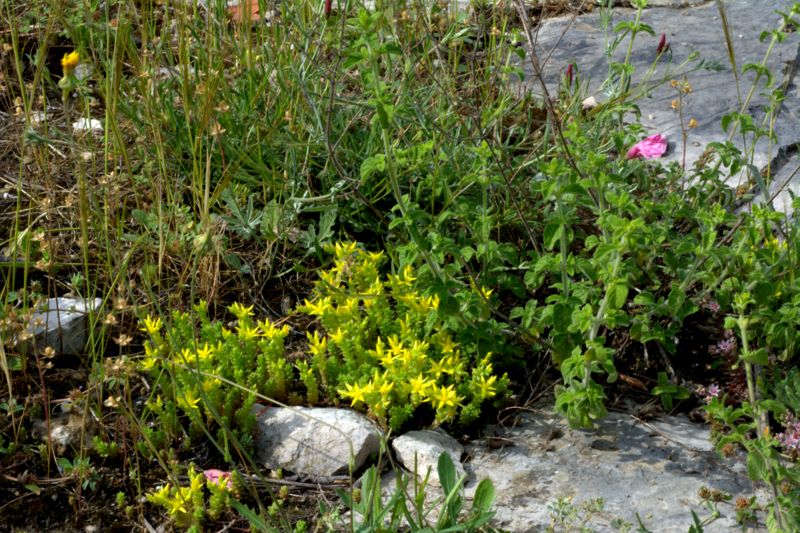 Sedum acre / Borracina acre